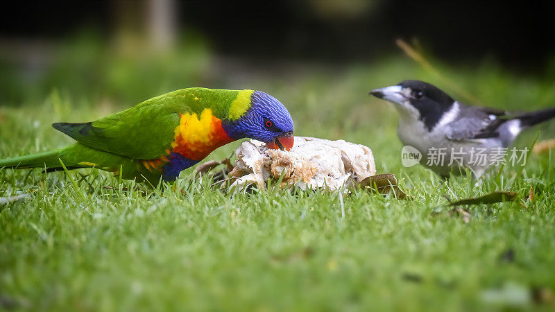 饥饿彩虹鹦鹉(Trichoglossus moluccanus)